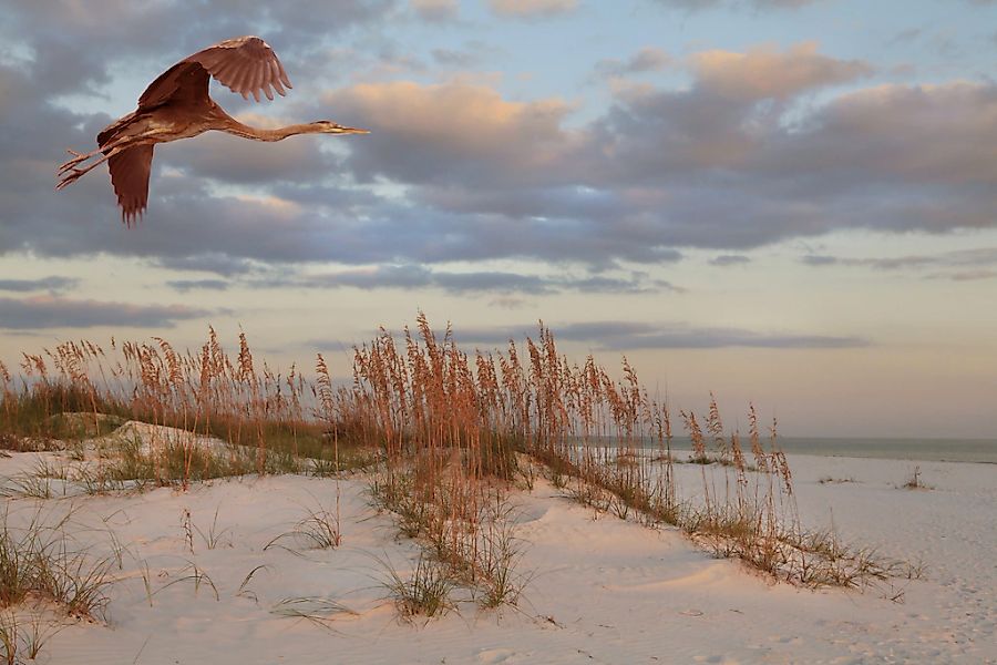 Papermoon Fototapete "DÜNEN-MEER SEE KÜSTE NORDSEE OSTSEE STRAND SYLT BAUM" günstig online kaufen