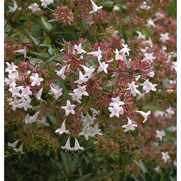 Chinesische Abelie Autumn Festival 30-40cm - Abelia chinensis günstig online kaufen