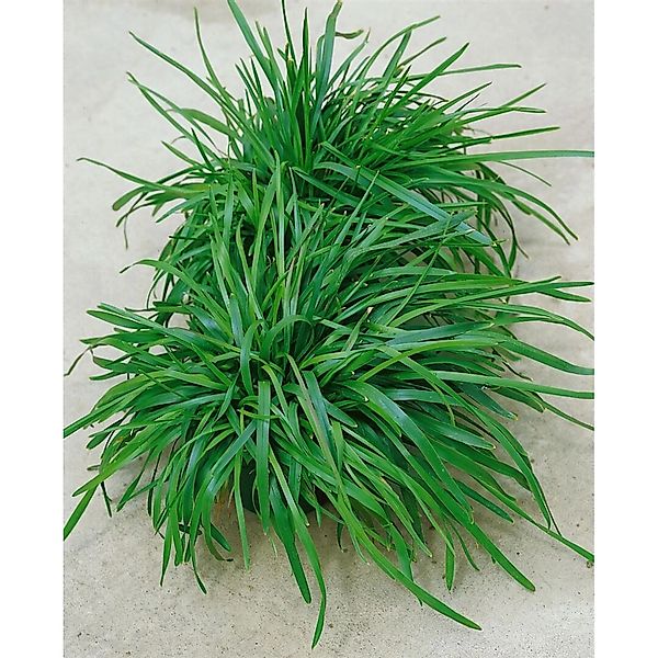 Poa Chaixii Riesen-Goldschwingel Ca. 9x9 cm Topf Dekorativ günstig online kaufen