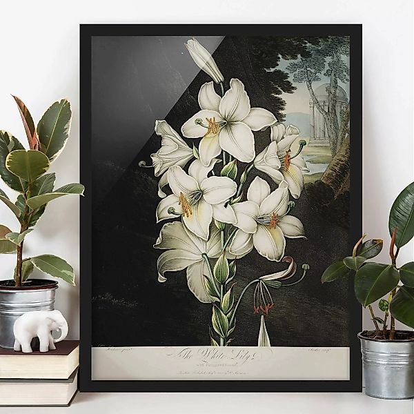 Bild mit Rahmen Blumen - Hochformat Botanik Vintage Illustration Weiße Lili günstig online kaufen