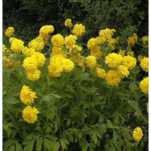 Schlitzblättriger Sonnenhut Goldquelle - Rudbeckia,aciniata günstig online kaufen