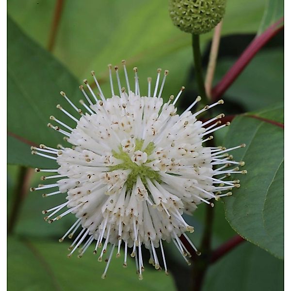 Kopfblume Knopfbusch 30-40cm - Cephalanthus occidentalis günstig online kaufen