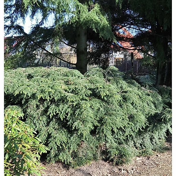 Kanadische Zwerg Hemlocktanne 50-60cm - Tsuga canadensis günstig online kaufen