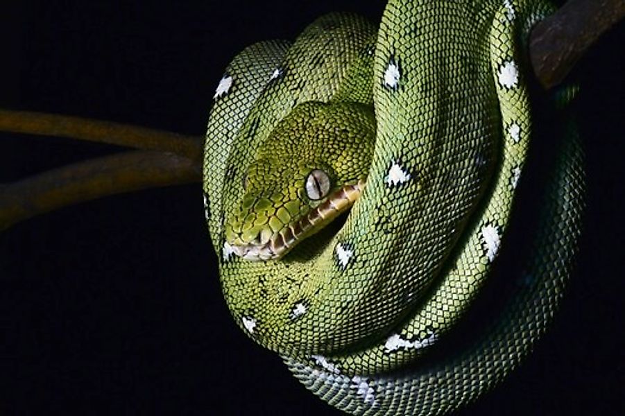 Papermoon Fototapete »SMARAGDBOA-SCHLANGE TIER REPTIL AMAZONAS REGENWALD BO günstig online kaufen