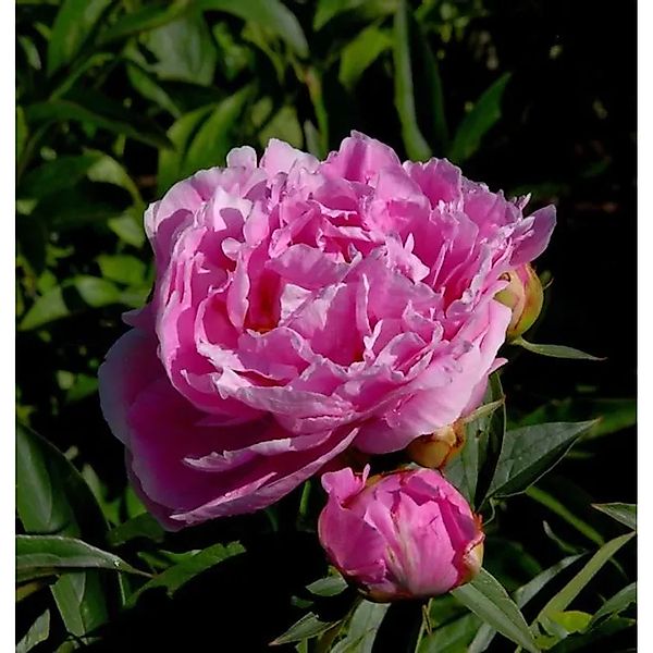 Edelpfingstrose Dr Alexander Fleming - Paeonia,actiflora günstig online kaufen