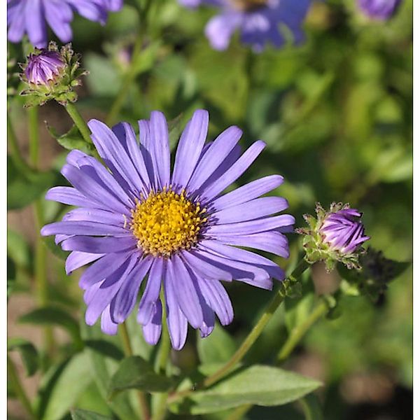 Berg Aster Jungfrau - Aster frikartii günstig online kaufen