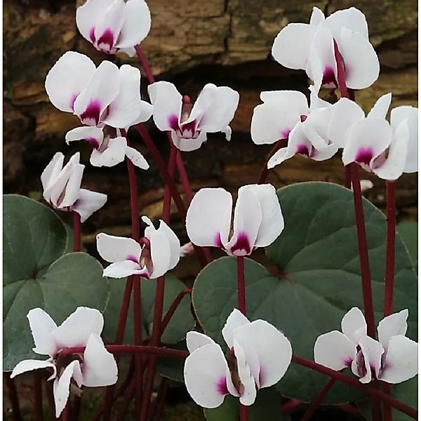 Frühlings Alpenveilchen Silver Leaf Album - Cyclamen coum günstig online kaufen