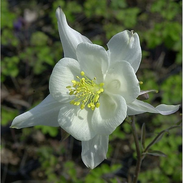 Akelei Kristall - Aquilegia caerulea günstig online kaufen