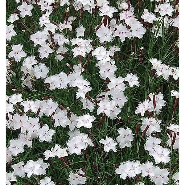 Federnelke Greystone - Dianthus plumarius günstig online kaufen