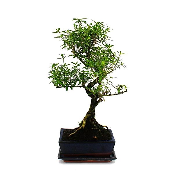 Exotenherz Bonsai Serissa Junischnee Baum Der 1000 Sterne ca. 6 Jahre günstig online kaufen