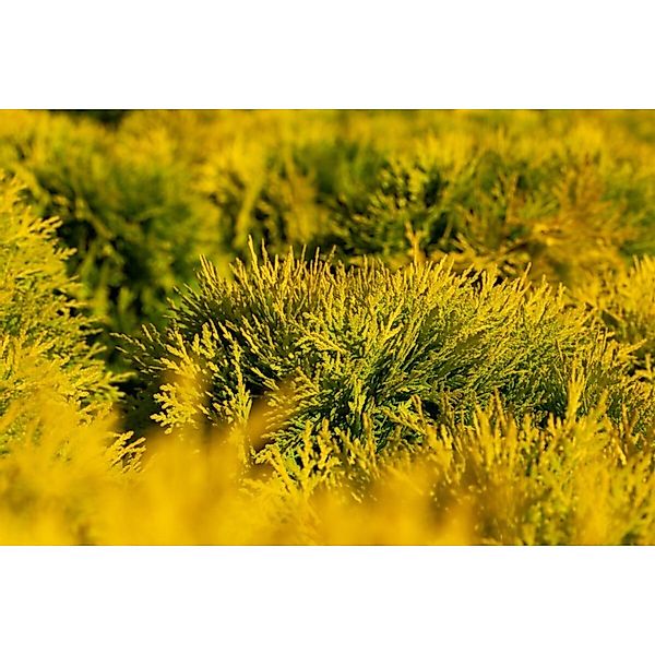 Thuja occidentalis 'Amber Glow' 20-25 cm günstig online kaufen