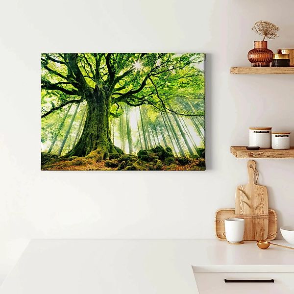 Bricoflor Bild Mit Wald Und Sonnenstrahlen Baum Wandbild In Grün Leinwand B günstig online kaufen