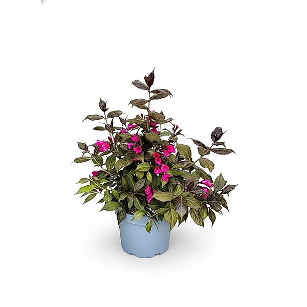 Baumfink Weigelie Minor Black als Topfpflanze 30-40cm günstig online kaufen