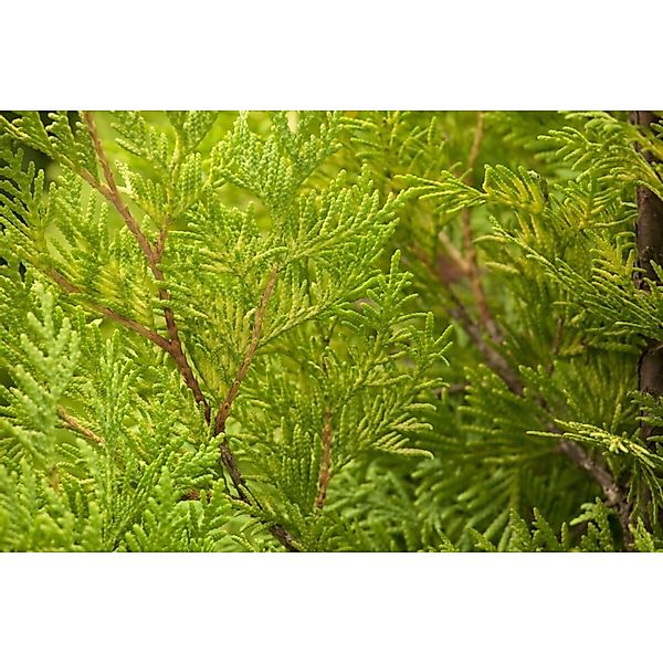 Thuja occidentalis 'Sunkist' 70-80 cm günstig online kaufen