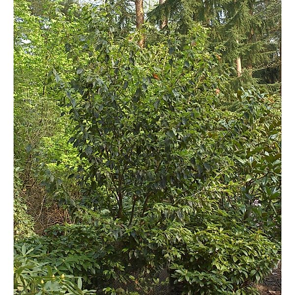 Sycoparrotia semidecidua 40-50cm günstig online kaufen