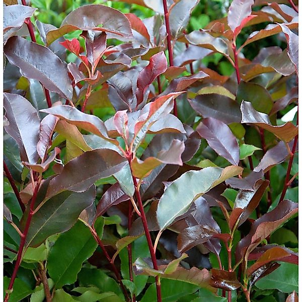 Glanzmispel Little Perfecta 30-40cm - Photinia fraseri günstig online kaufen