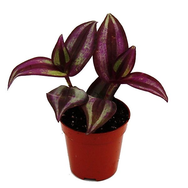 Exotenherz Mini Pflanze Tradescantia Purple Dreimasterblume Wasserhexe Idea günstig online kaufen
