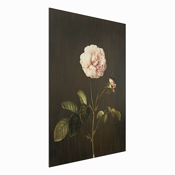 Alu-Dibond Bild - Hochformat 3:4 Barbara Regina Dietzsch - Essig-Rose mit H günstig online kaufen