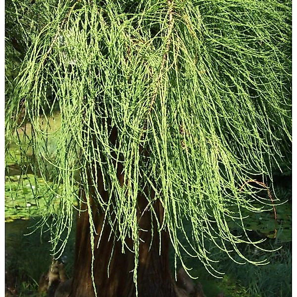 Hochstamm Sumpfzypresse Cascade Falls 100-125cm - Taxodium distichum günstig online kaufen