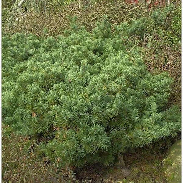 Mädchenkiefer Karen 25-30cm - Pinus parviflora günstig online kaufen