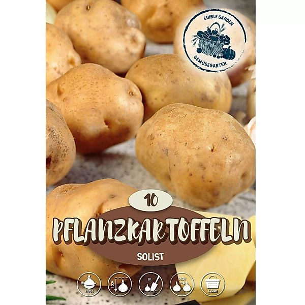 Pflanzkartoffeln ''Frieslander'' 10 Stück Braun Solanum tuberosum günstig online kaufen