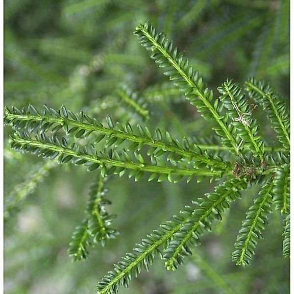 Kurznadlige Eibe Rushmore 40-50cm - Taxus baccata günstig online kaufen