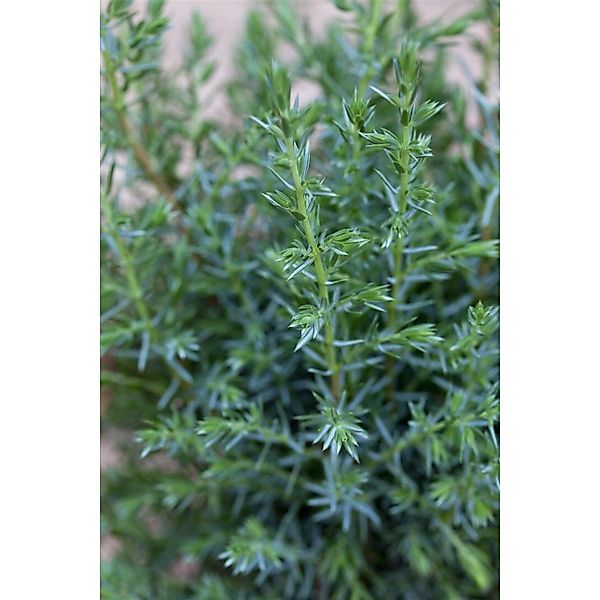 Juniperus Communis Sentinel Wacholder 100–125 cm günstig online kaufen