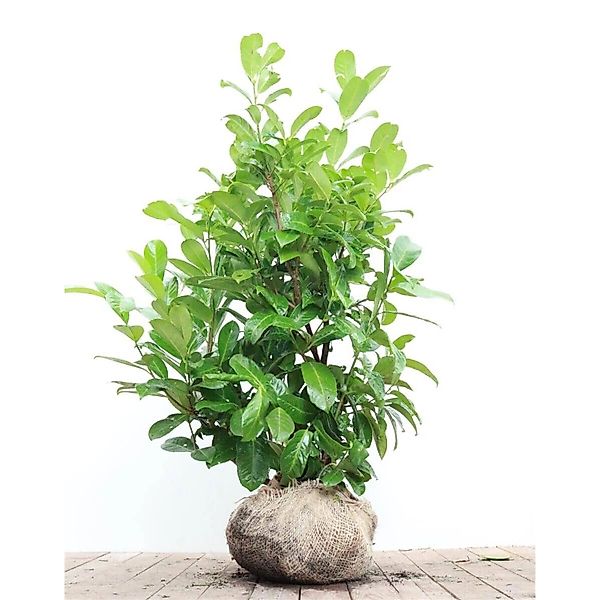 Prunus laurocerasus 'Rotundifolia' 80-100 cm günstig online kaufen