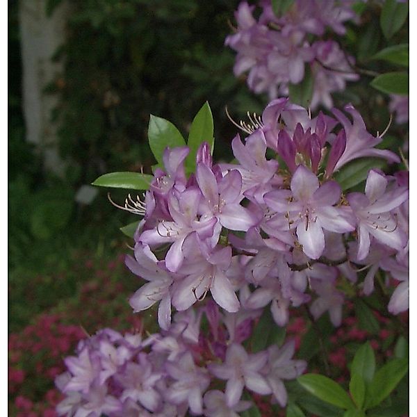 Hochstamm Azaleodendron Govenianum 60-80cm - Rhododendron Govenianum günstig online kaufen