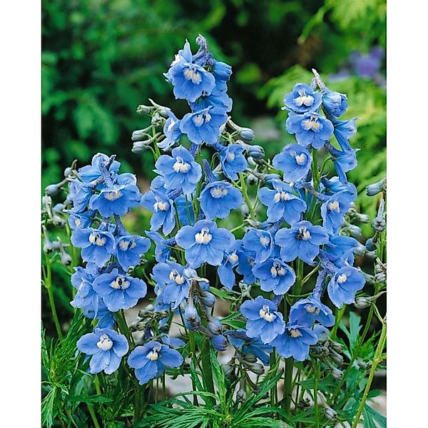Delphinium X Belladonna Cliveden Beauty Rittersporn Ca. 11x11 cm Topf günstig online kaufen