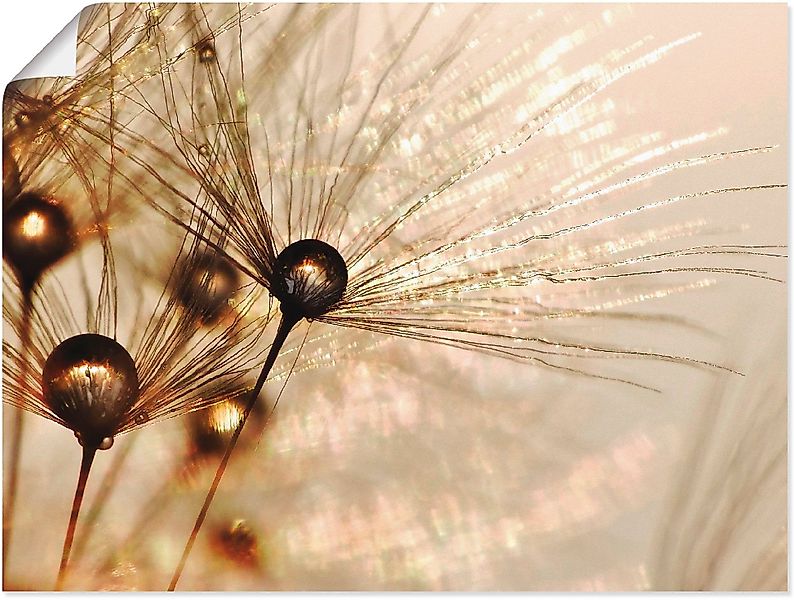 Artland Wandbild Pusteblume Goldener Tropfen, Blumen günstig online kaufen
