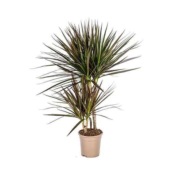 Exotenherz Dracaena Marginata Magenta 17cm Topf Höhe 50-70cm günstig online kaufen