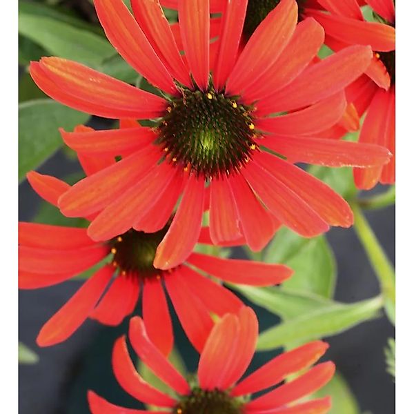 Sonnenhut Tangerine Dream - Echinacea purpurea günstig online kaufen