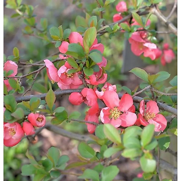 Zierquitte Salmon Horizont 30-40cm - Chaenomeles günstig online kaufen