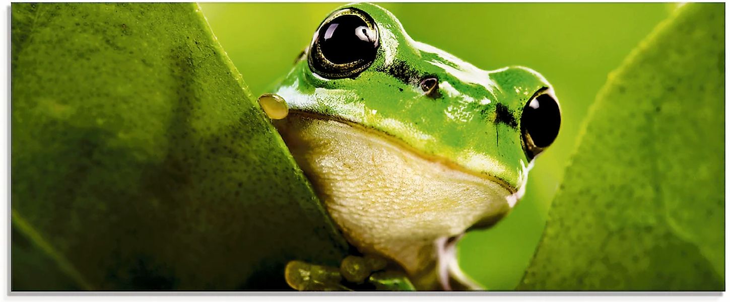 Artland Glasbild "Ausspähender Frosch" Wassertiere 1 Stk. tlg. in verschied günstig online kaufen