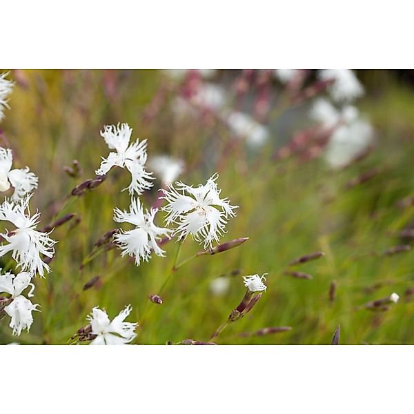 Dianthus Arenarius Sandnelke Ca. 9x9 cm Topf günstig online kaufen
