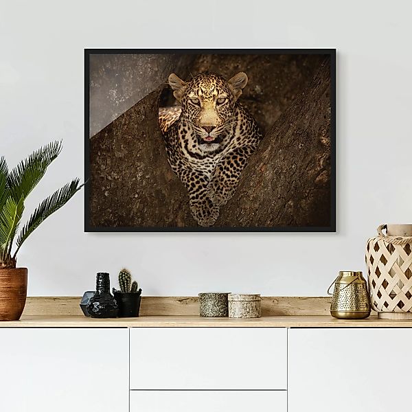 Bild mit Rahmen Tiere - Querformat Leopard ruht auf einem Baum günstig online kaufen