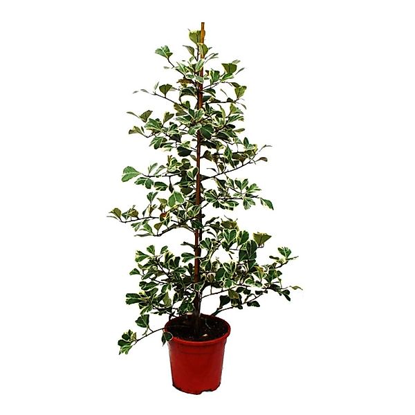 Exotenherz Ficus Triangularis Variegata Ficus mit Dreieckigen Blättern Nata günstig online kaufen