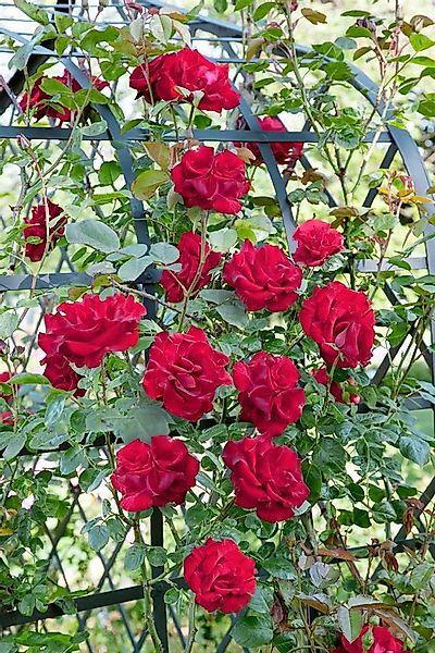 Pflanzen für Dich Rose Rosa Santana günstig online kaufen