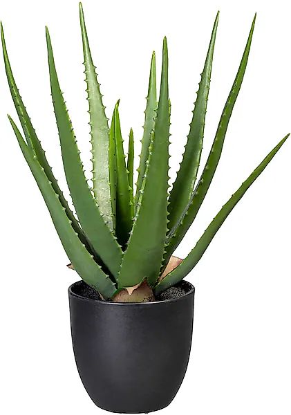 Creativ green Künstliche Zimmerpflanze »Aloe« günstig online kaufen