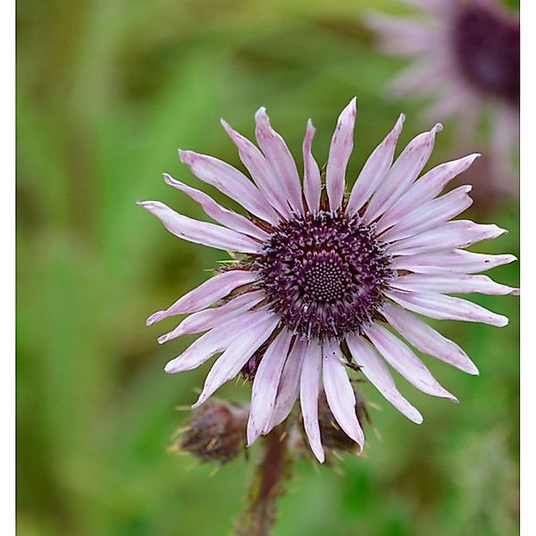 Südafrikanische Purpur Distel - Berkheya purpurea günstig online kaufen