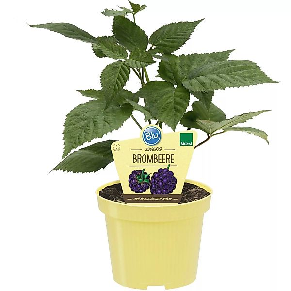 Blu Brombeere Topf-Ø ca. 12 cm Rubus fructicosus günstig online kaufen