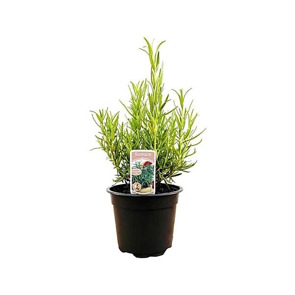 Rosmarinus Officinalis Rosmarin Aromatisch Ca. 11x11 cm Topf günstig online kaufen