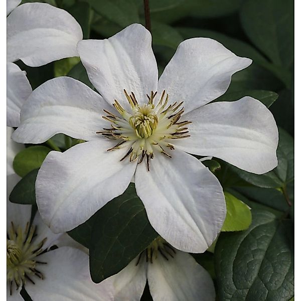 Robuste Waldrebe Huldine 100-125cm - Clematis viticella günstig online kaufen