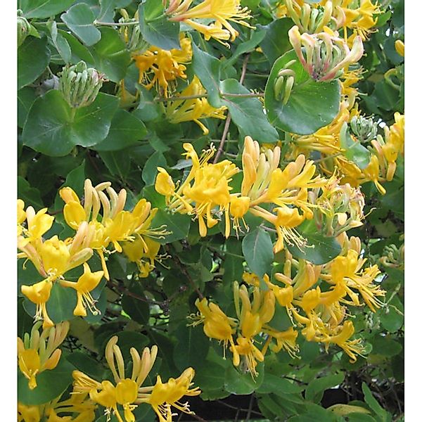 Gold Geißschlinge 60-80cm - Lonicera tellmanniana günstig online kaufen