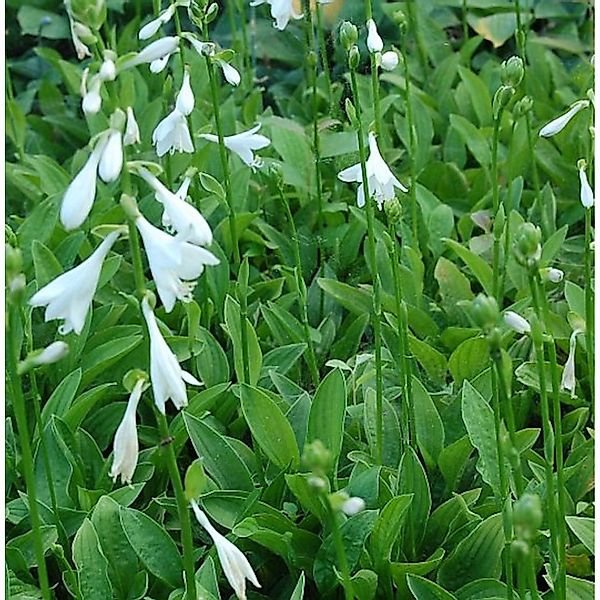 Schmalblattfunkie Snowflakes - Hosta sieboldii günstig online kaufen