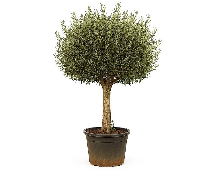 Palms-Store Olivenbaum Olea Europaea "Picual" mit dicken Stamm & Gesamthöhe günstig online kaufen