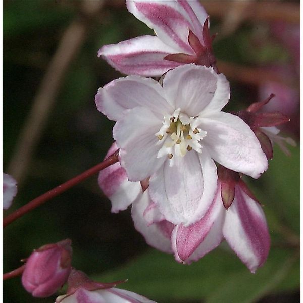 Halbhoher Sternstrauch Kamiendeutzie 60-80cm - Deutzia kalmiiflora günstig online kaufen