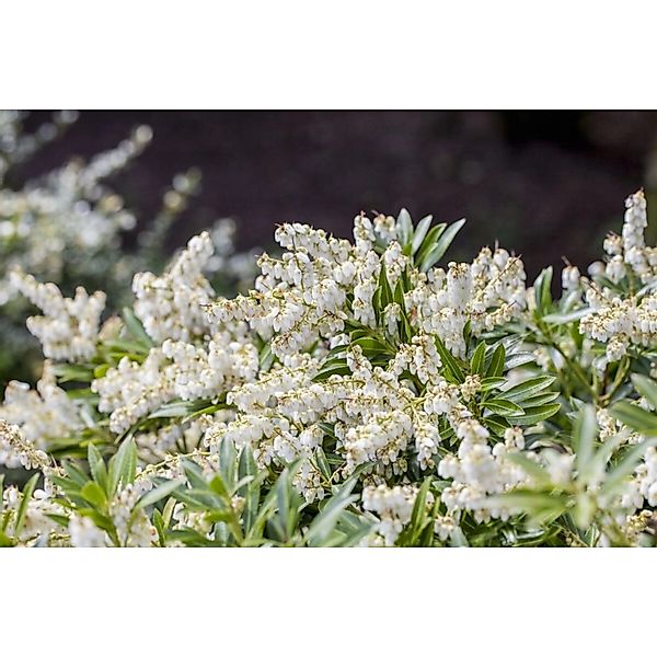 Pieris Japonica Cupido Japanische Lavendelheide 30–40 cm günstig online kaufen