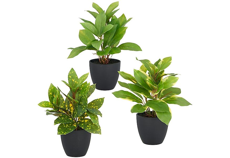 Kunstpflanze Acuba, Creativ green, Höhe 24 cm, mit schönem Blattwerk günstig online kaufen